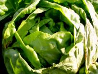 greens growing